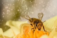 Appel à projets "Sauvons nos abeilles et nos pollinisateurs"