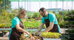couple-professional-gardeners-planting-sprouts-container-with-soil-greenhouse-side-view-gardening-job-cultivation-teamwork-concept