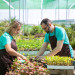 couple-professional-gardeners-planting-sprouts-container-with-soil-greenhouse-side-view-gardening-job-cultivation-teamwork-concept